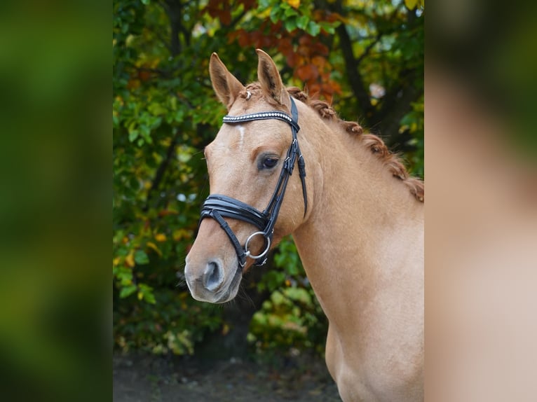 German Riding Pony Gelding 4 years 14,1 hh Chestnut-Red in Jesteburg German Riding Pony Gelding 4 years 14,1 hh Chestnut-Red in Jesteburg