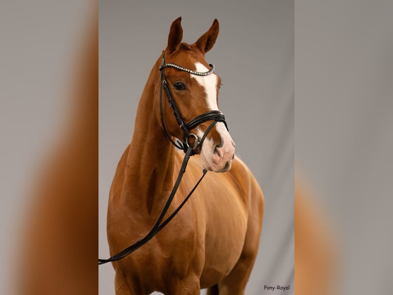 German Riding Pony Gelding 4 years 14,1 hh Chestnut-Red in Münster