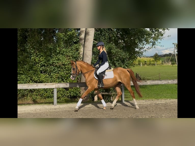German Riding Pony Gelding 4 years 14,1 hh Chestnut-Red in S&#xFC;derl&#xFC;gum