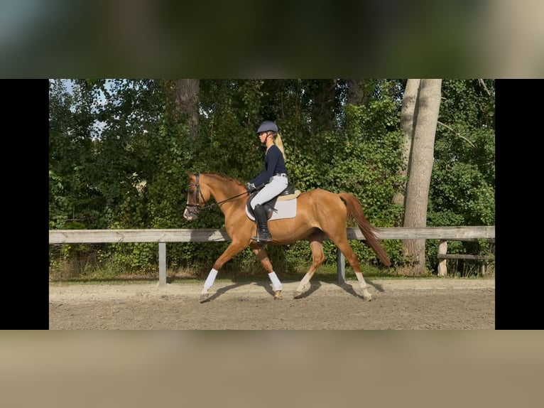 German Riding Pony Gelding 4 years 14,1 hh Chestnut-Red in S&#xFC;derl&#xFC;gum
