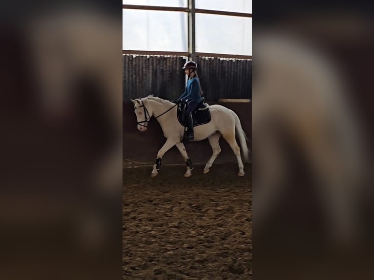 German Riding Pony Gelding 4 years 14,1 hh Cremello in Warendorf