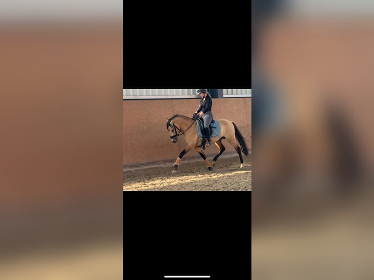 German Riding Pony Gelding 4 years 14,1 hh Dun in Werneuchen