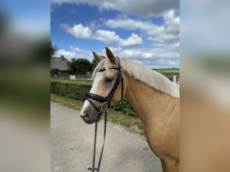 German Riding Pony Gelding 4 years 14,1 hh Dun in Borsfleth