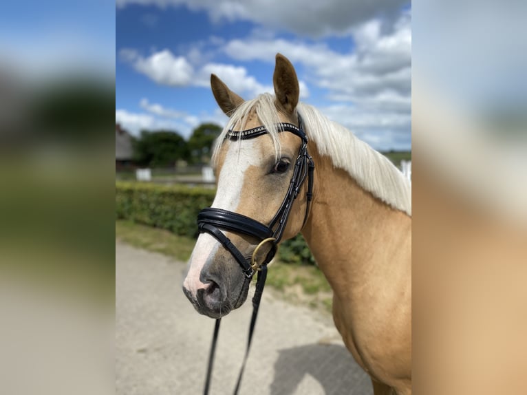 German Riding Pony Gelding 4 years 14,1 hh Dun in Borsfleth