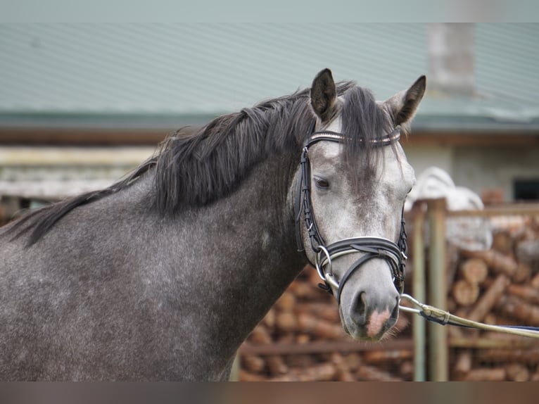 German Riding Pony Gelding 4 years 14,1 hh Gray in Treuenbrietzen