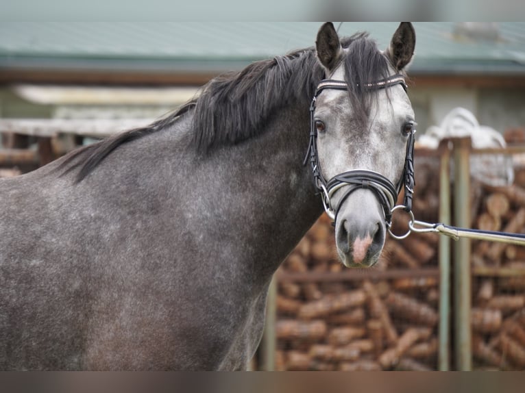 German Riding Pony Gelding 4 years 14,1 hh Gray in Treuenbrietzen