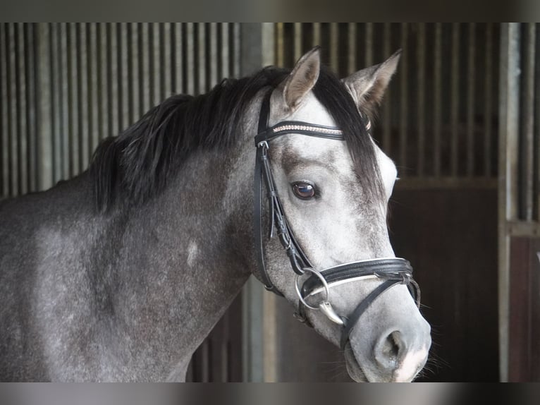 German Riding Pony Gelding 4 years 14,1 hh Gray in Treuenbrietzen
