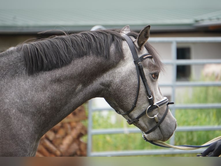 German Riding Pony Gelding 4 years 14,1 hh Gray in Treuenbrietzen