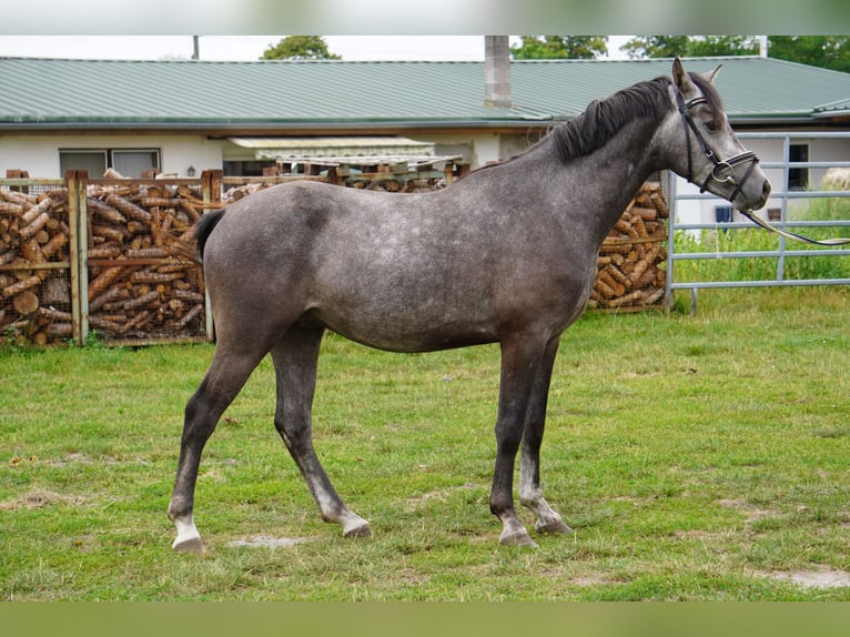 German Riding Pony Gelding 4 years 14,1 hh Gray in Treuenbrietzen