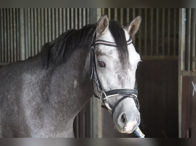 German Riding Pony Gelding 4 years 14,1 hh Gray in Treuenbrietzen