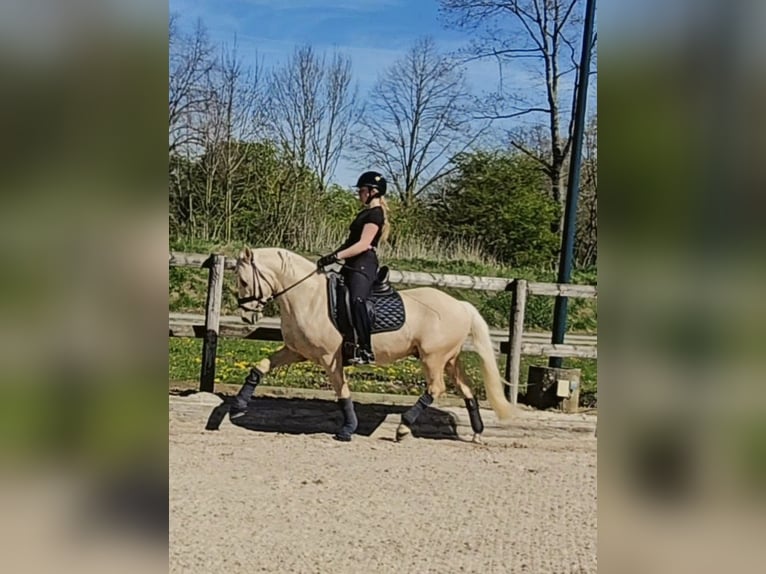 German Riding Pony Gelding 4 years 14,1 hh Palomino in Kempen