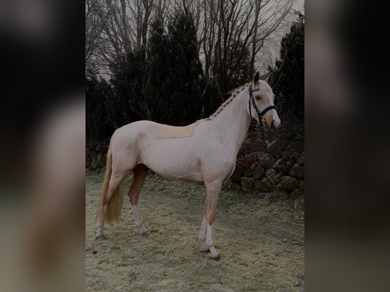 German Riding Pony Gelding 4 years 14,1 hh Palomino in Schneverdingen
