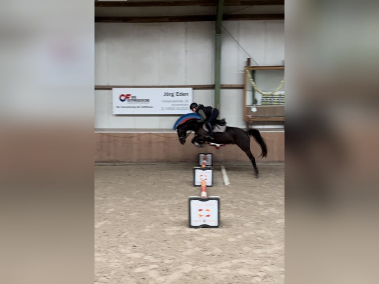 German Riding Pony Gelding 4 years 14,1 hh in Hinte