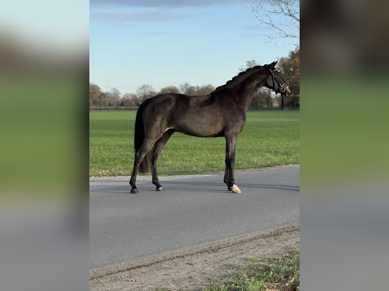 German Riding Pony Gelding 4 years 14,1 hh Smoky-Black in Emlichheim