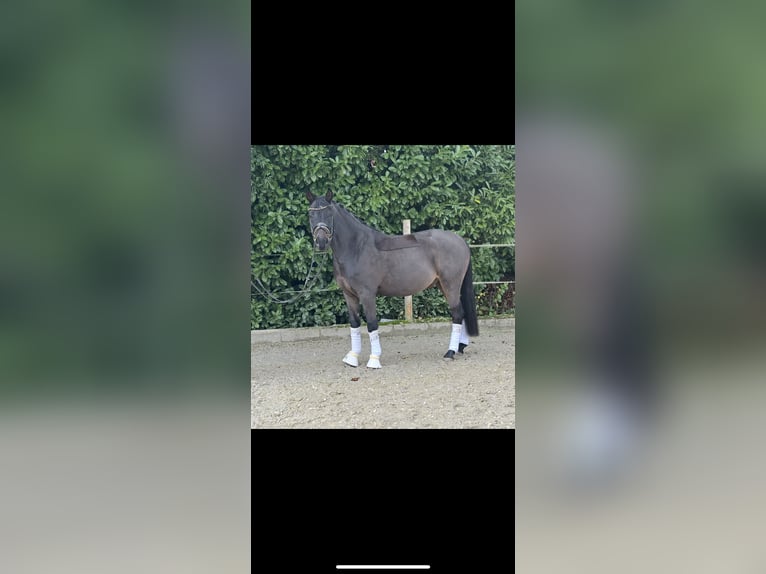 German Riding Pony Gelding 4 years 14,2 hh Bay-Dark in Geisenheim