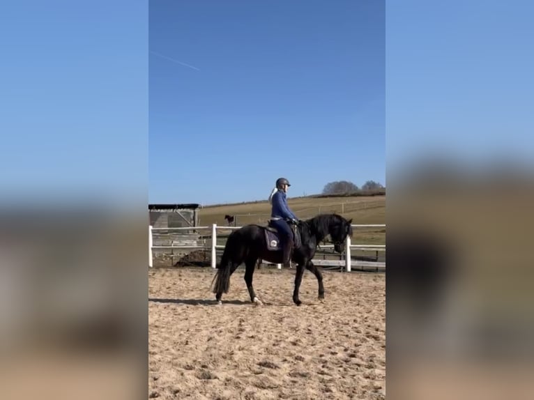 German Riding Pony Gelding 4 years 14,2 hh Black in Waidhaus