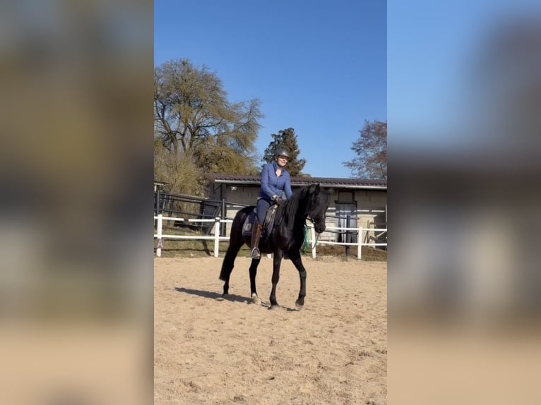 German Riding Pony Gelding 4 years 14,2 hh Black in Waidhaus