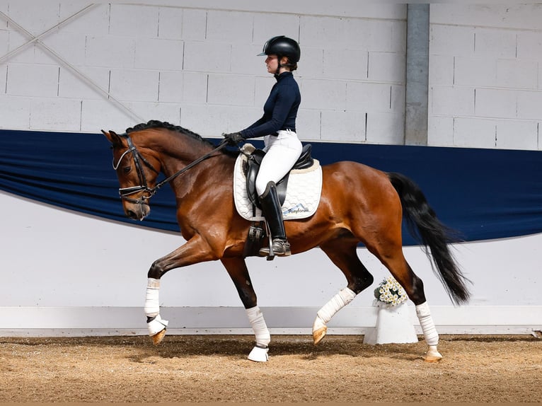 German Riding Pony Gelding 4 years 14,2 hh Brown in Marsberg