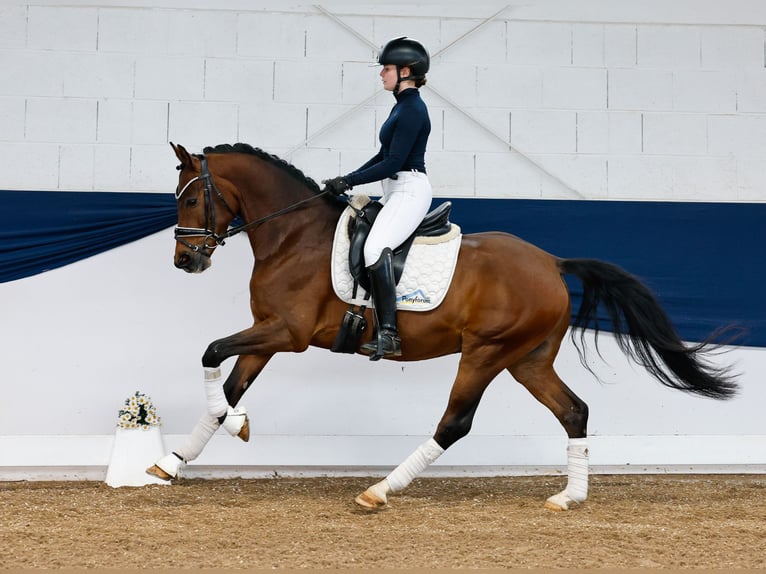 German Riding Pony Gelding 4 years 14,2 hh Brown in Marsberg