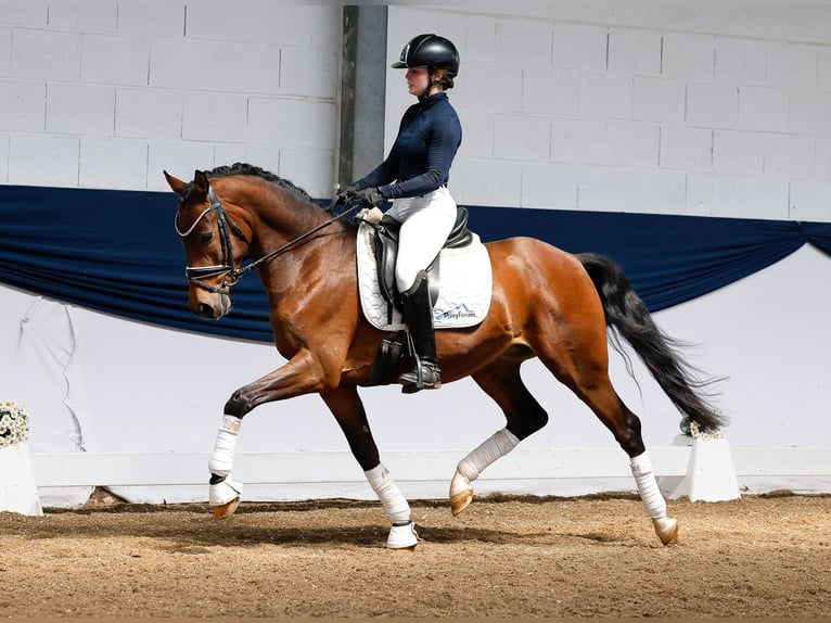 German Riding Pony Gelding 4 years 14,2 hh Brown in Marsberg