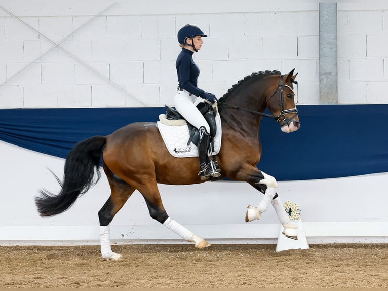 German Riding Pony Gelding 4 years 14,2 hh Brown in Marsberg