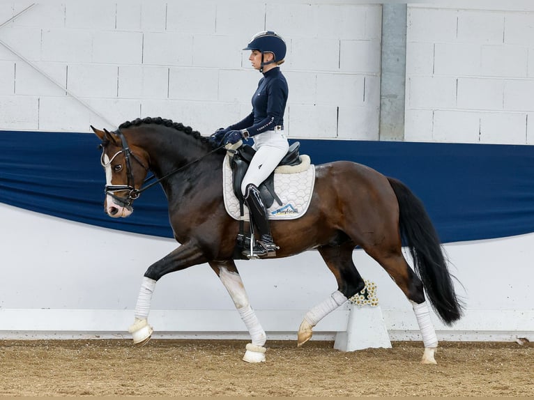 German Riding Pony Gelding 4 years 14,2 hh Brown in Marsberg