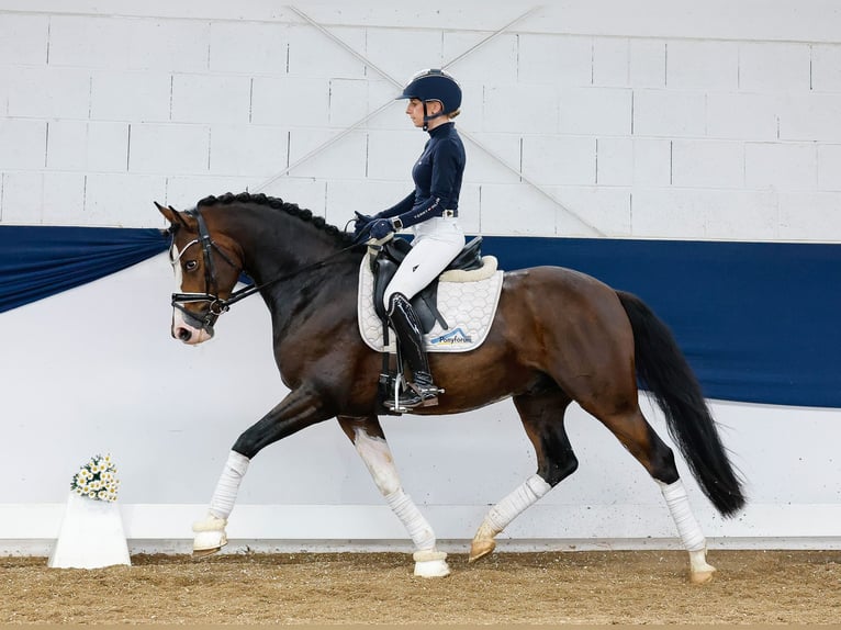 German Riding Pony Gelding 4 years 14,2 hh Brown in Marsberg
