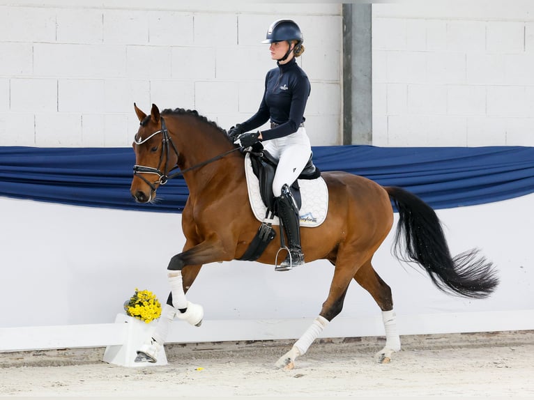 German Riding Pony Gelding 4 years 14,2 hh Brown in Marsberg German Riding Pony Gelding 4 years 14,2 hh Brown in Marsberg