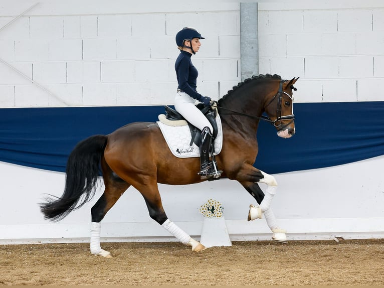 German Riding Pony Gelding 4 years 14,2 hh Brown in Marsberg