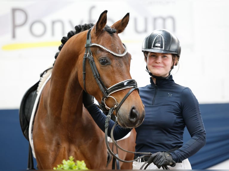 German Riding Pony Gelding 4 years 14,2 hh Brown in Marsberg