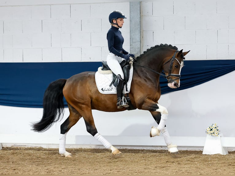 German Riding Pony Gelding 4 years 14,2 hh Brown in Marsberg