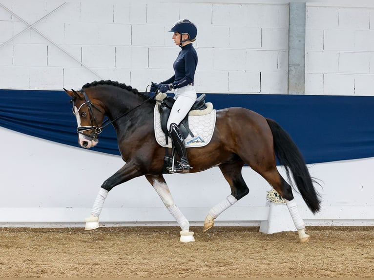 German Riding Pony Gelding 4 years 14,2 hh Brown in Marsberg