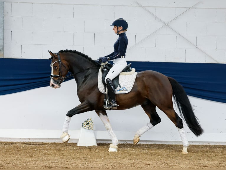 German Riding Pony Gelding 4 years 14,2 hh Brown in Marsberg