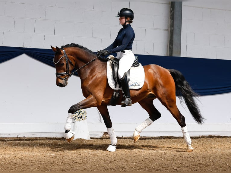 German Riding Pony Gelding 4 years 14,2 hh Brown in Marsberg
