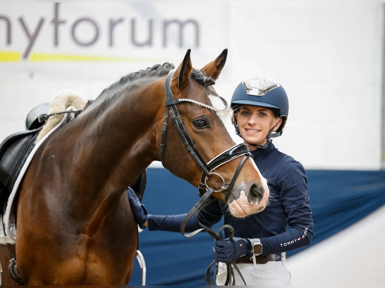 German Riding Pony Gelding 4 years 14,2 hh Brown in Marsberg