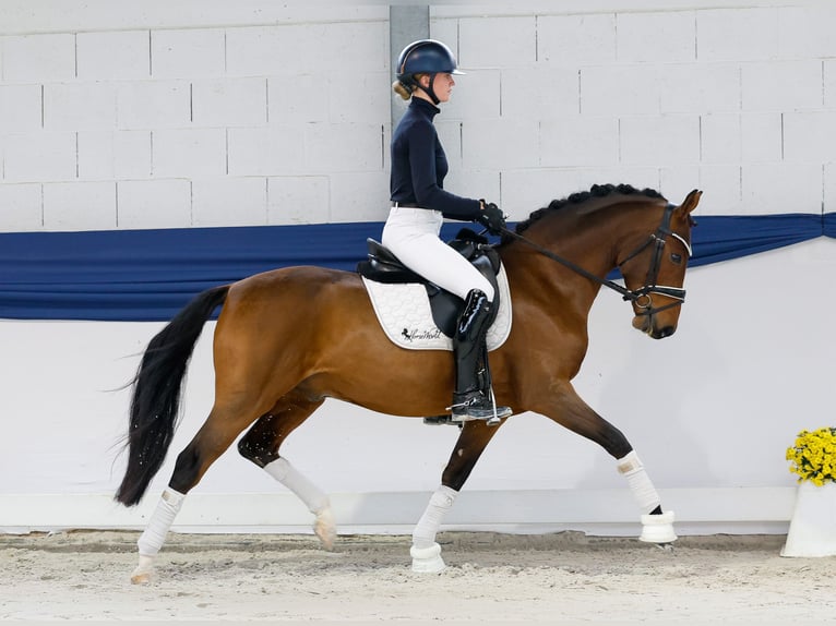 German Riding Pony Gelding 4 years 14,2 hh Brown in Marsberg German Riding Pony Gelding 4 years 14,2 hh Brown in Marsberg