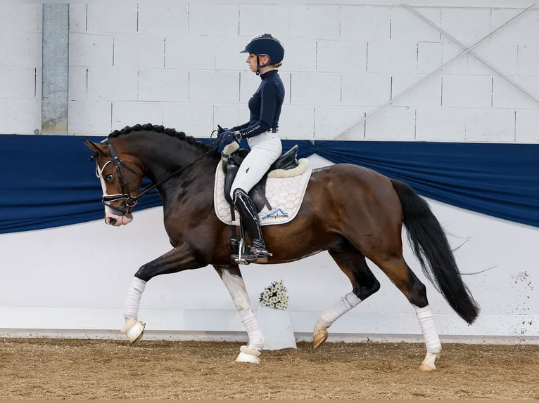German Riding Pony Gelding 4 years 14,2 hh Brown in Marsberg
