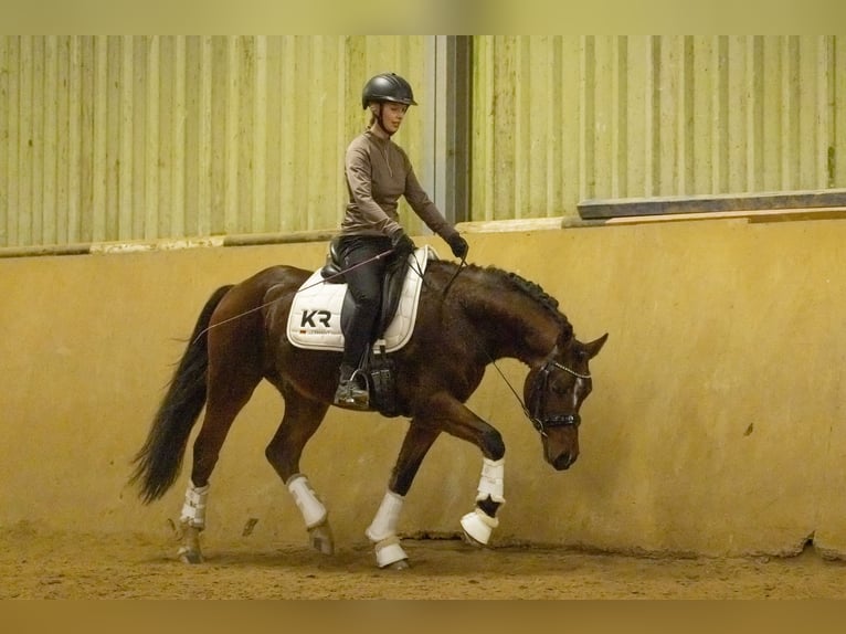 German Riding Pony Gelding 4 years 14,2 hh Brown in Schlierschied