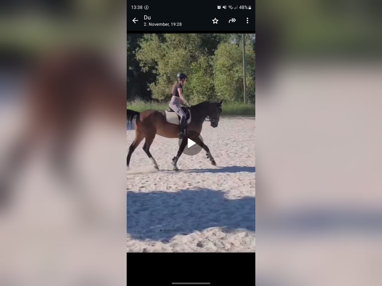 German Riding Pony Mix Gelding 4 years 14,2 hh Brown in M&#xFC;lheim an der Ruhr