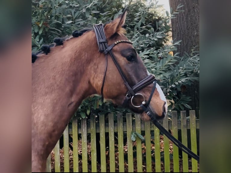 German Riding Pony Gelding 4 years 14,2 hh Buckskin in Burgdorf