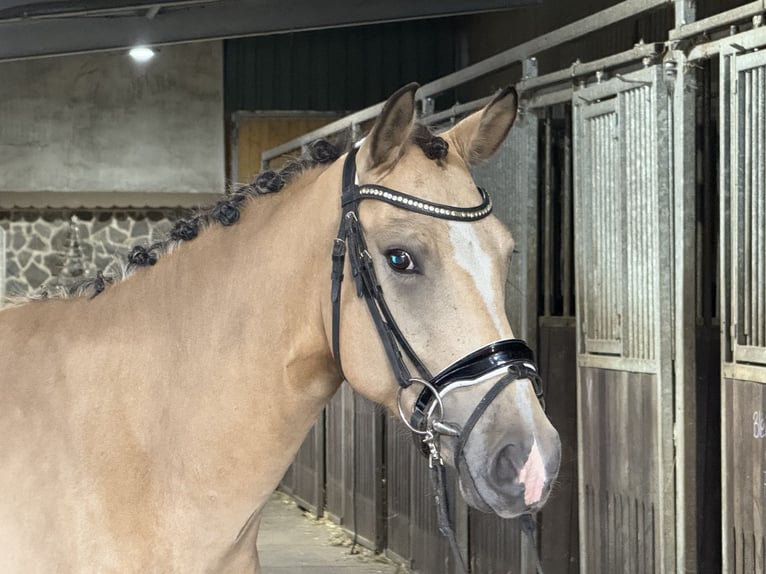 German Riding Pony Gelding 4 years 14,2 hh Buckskin in Treuenbrietzen