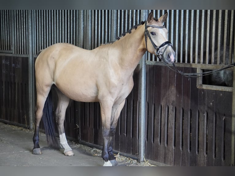 German Riding Pony Gelding 4 years 14,2 hh Buckskin in Treuenbrietzen