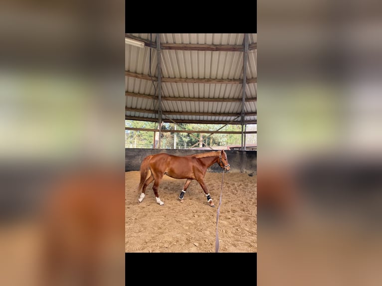 German Riding Pony Gelding 4 years 14,2 hh Chestnut-Red in Fr&#xF6;ndenberg