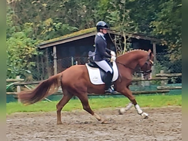 German Riding Pony Gelding 4 years 14,2 hh Chestnut-Red in Ruppichteroth