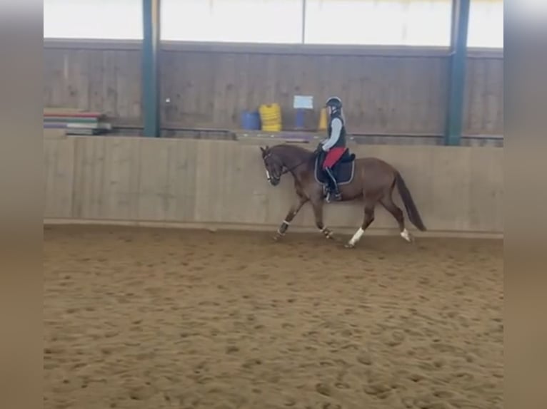 German Riding Pony Gelding 4 years 14,2 hh Chestnut-Red in Altenstadt an der Waldnaab