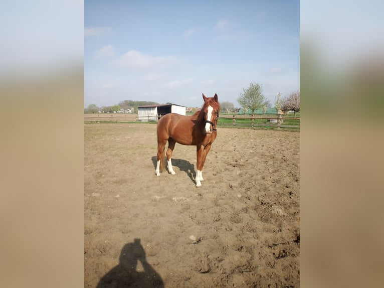 German Riding Pony Gelding 4 years 14,2 hh Chestnut-Red in Hamm