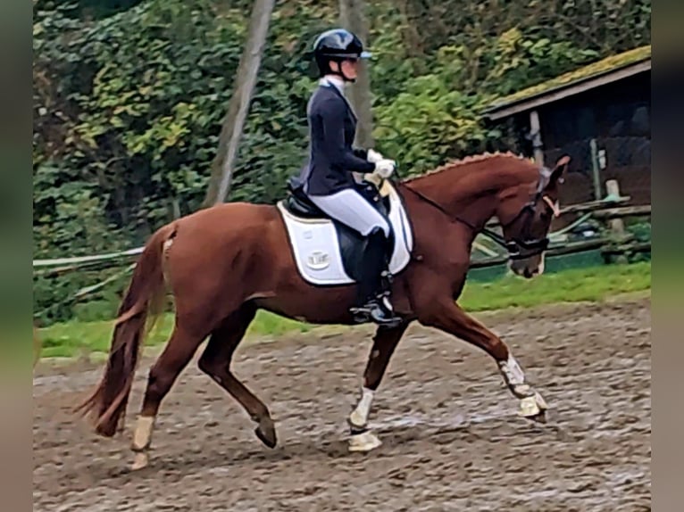 German Riding Pony Gelding 4 years 14,2 hh Chestnut-Red in Ruppichteroth