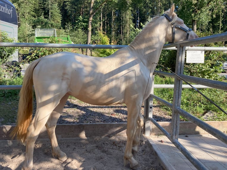 German Riding Pony Gelding 4 years 14,2 hh Cremello in Schwäbisch Hall