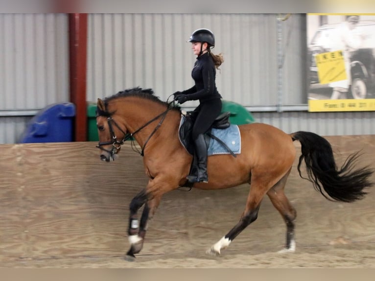 German Riding Pony Gelding 4 years 14,2 hh Dun in Wildeshausen