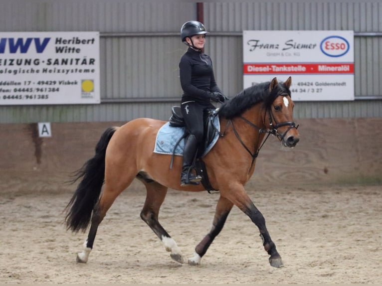 German Riding Pony Gelding 4 years 14,2 hh Dun in Wildeshausen